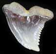 Sharp Hemipristis Serra Tooth - Maryland #26711-1